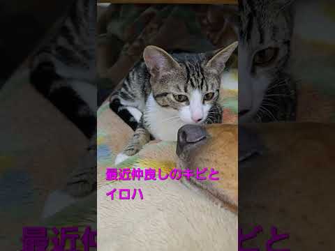 昨夜のキビッチャン 子猫とゴールデンレトリバービスとイロハ cat goldenretriever ゴールデンレトリバ… サムネイル