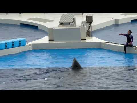 ランちゃんステラさん1回目パフォーマンス前 トレーナーさんとコミュニケーション☺️ 須磨シーワールドにて　2025年1… サムネイル