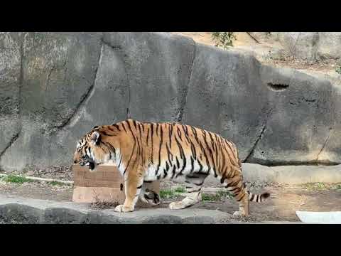 ソーンさんを置いてローラーさん お先に失礼〜💦　アムールトラ　浜松市動物園にて　2026年2月14日 サムネイル