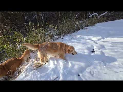 たった１週間前でも懐かしい雪遊びのゴールデンレトリバー　2026年2月8日 サムネイル