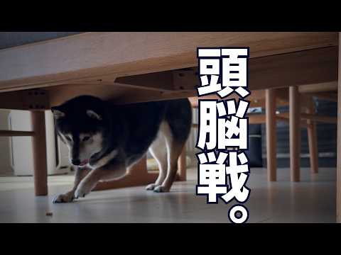 散歩行きたいくない黒柴と行ってしまいたい飼い主の戦いの結末！ サムネイル