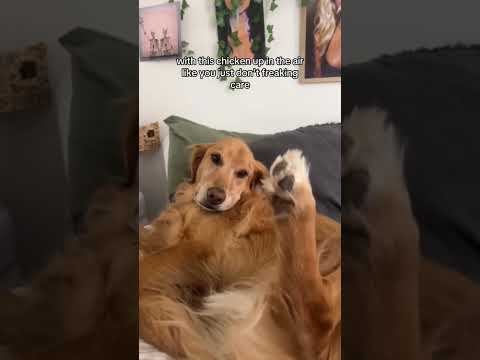 coming home to my golden retriever❤️india retreiver dog pup… サムネイル