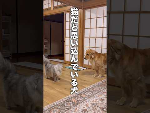 自分のことを猫だと思い込んでいる大型犬...【ゴールデンレトリバー・ボーダーコリー】shorts サムネイル