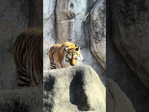 shorts アムールトラ🐯のサーシャちゃん　浜松市動物園　2026年2月14日　IMG 8410 サムネイル