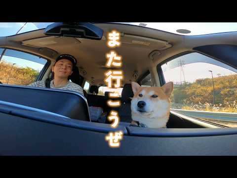 あなたのお宅にも柴犬こむぎと鉄夫がお邪魔いたします！！ サムネイル