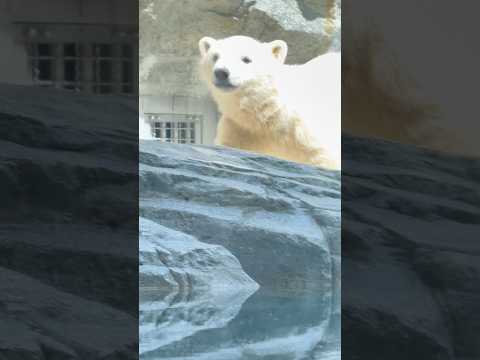 shorts ゴロゴロしてたモモ太くん 突然起き上がってランウェイ♪   ホッキョクグマの仔　男鹿水族館GAOにて　2… サムネイル
