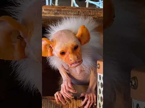 コオロギをクチャクチャと味わうコモンおばあちゃん♪shorts おばあちゃん コモンマーモセット サムネイル