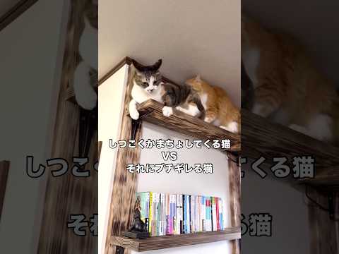 キャットウォークの1番上で先が行き止まりなのにちょっかいをかけてくる茶白猫に切れる三毛猫 茶白猫 三毛猫 みけねこ s… サムネイル