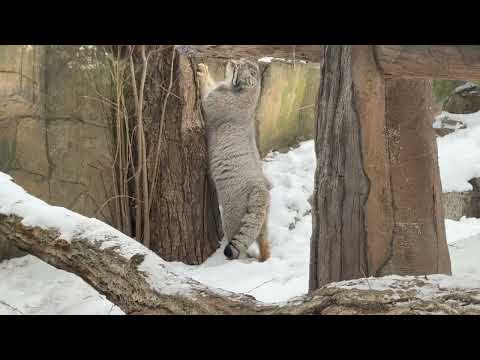 ナゴムくんカキカキ☺️  マヌルネコ　那須どうぶつ王国にて　2026年1月9日 サムネイル