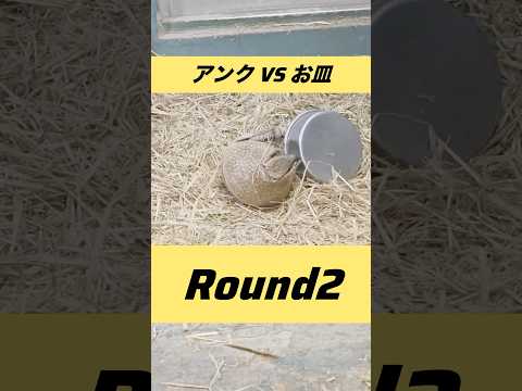 アンクvsお皿 round2 東武動物公園 癒し かわいい zoo 動物 動物園 animals アルマジロ サムネイル