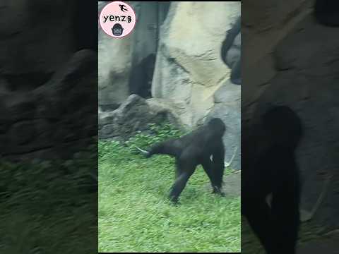 Ringo 最後來個兔子跳太可愛啦😆 gorilla gorillatag taipeizoo 金剛猩猩 台北市立動物園