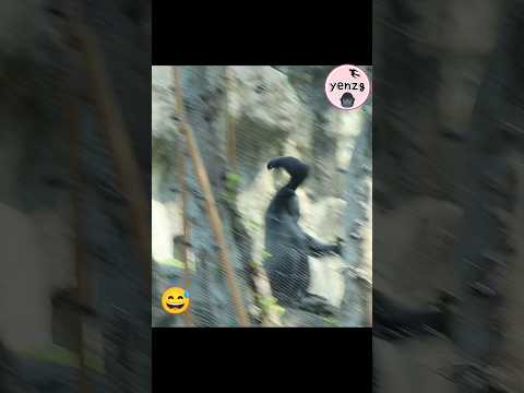 Oops! 🤣🤣🤣 gorilla funnyanimals 金剛猩猩 taipeizoo shorts サムネイル