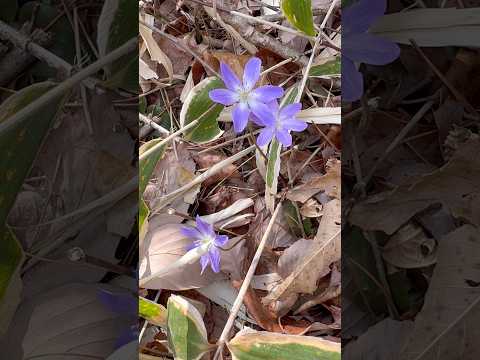 shorts 雪割草が咲きました〜　2026年3月25日　那須