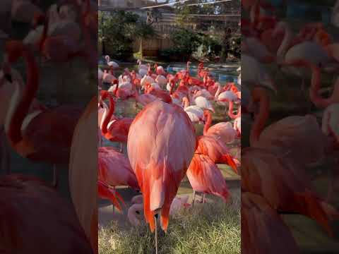 short こんなに近い場所でおやすみ💤　ベニイロフラミンゴ(かな？)  王子動物園にて　2025年12月27日 サムネイル