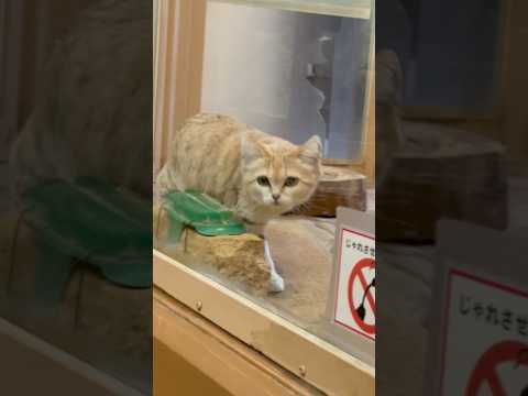 shorts 今日もネズミたち元気そうだわっとアミーラちゃん　スナネコ　埼玉県こども動物自然公園にて　2026年3月7日 サムネイル