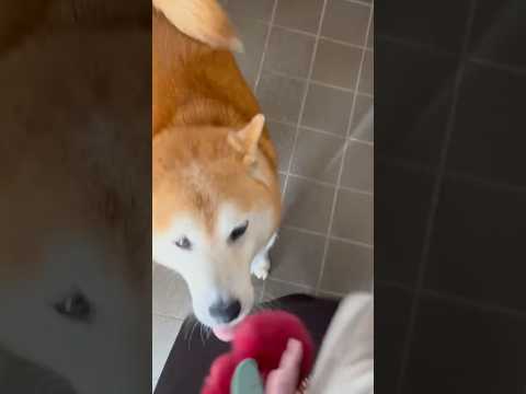 柴犬福 姉と柴犬の大袈裟な再会🤣Sister and Shiba🤣姉と柴 shorts funny 柴犬 shibai… サムネイル