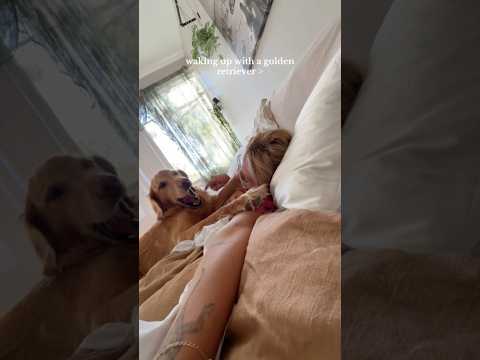 coming home to my golden retriever🥵goldenretreivers dog pup… サムネイル