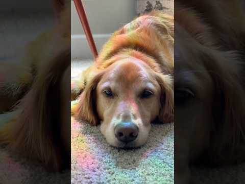 coming home to my golden retriever🥵goldenretreivers dog pup… サムネイル