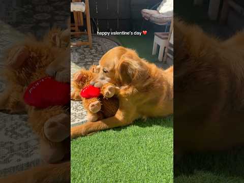 dog-tor coby to rescue🛟goldenpup puppy goldenpupppy dogbree… サムネイル