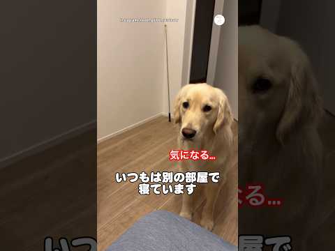 妹が来た夜、ずっとそばで寝ていたゴールデンレトリバー　　ゴールデンレトリバー 大型犬　犬と赤ちゃん 犬のいる暮らし か… サムネイル