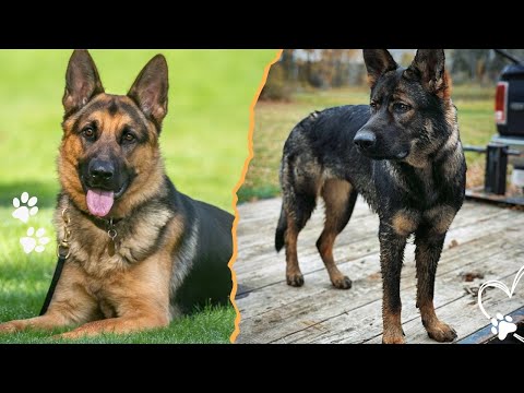 The German Shepherd Who Watches Over the Night So You Can S… サムネイル