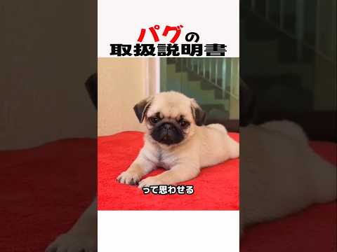 パグの取扱説明書 パグのいる生活 犬のいる暮らし 犬好きさんと繋がりたい 元気お届け サムネイル