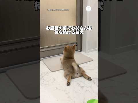 お風呂の前でお父さんを待ち続ける柴犬　　柴犬　子犬　かわいい かわいい犬 犬のいる暮らし サムネイル