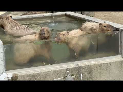 今日のカピバラの湯っこ(解説あり)   大森山動物園にて　2026年4月29日 サムネイル