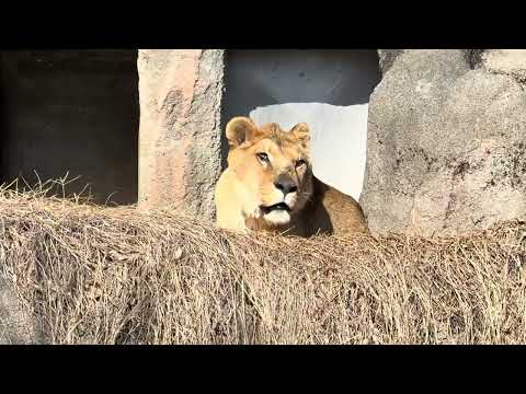 ライオン🦁のトムくんとサナちゃん　浜松市動物園　2026年2月14日　IMG 8354 サムネイル
