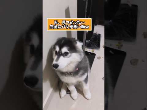 仕事で疲れた皆に贈る笑いと癒しのハスキーパピー5選ww　ハスキー 子犬 笑える 癒し 子犬のいる生活 子犬のいる暮らし… サムネイル