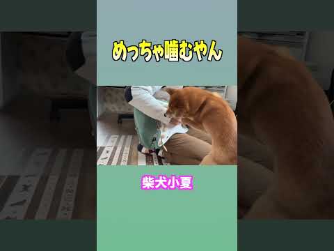 めっちゃ噛むやん 神戸 柴犬 shiba shibainu 癒し サムネイル