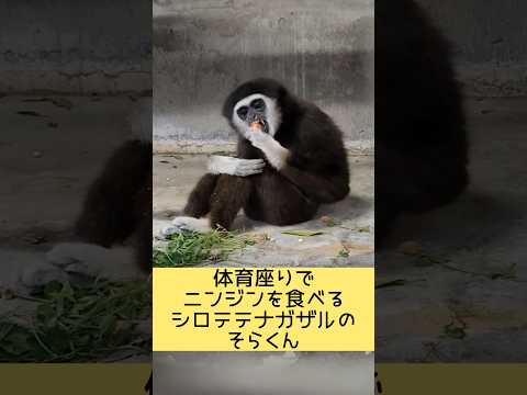 体育座りでニンジンを食べるシロテテナガザルのそらくん 東武動物公園 動物 シロテテナガザル そらくん サムネイル