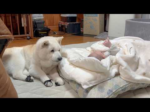 赤ちゃんを優しく面倒見てくれるおばあちゃん柴犬が愛おしすぎました。 サムネイル