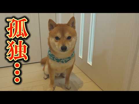 雨の日は、兄姉柴犬と離れ離れにせざるを得なくなりました・・・ サムネイル