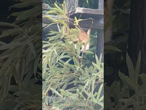 shorts 笹をモグモグ メイタちゃん　レッサーパンダ　千葉市動物公園にて　2026年2月23日 サムネイル