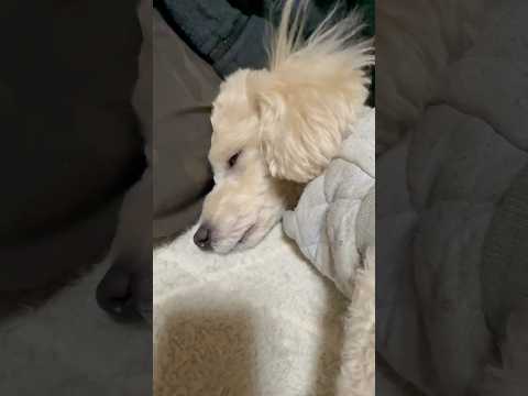 shorts 眠った❣️タローちゃん　トイプードル　2026年2月2日