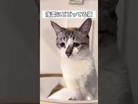 窓のそばに居たら雷落ちたよ･･･怖かった😩💦 猫 保護猫 雷 shorts サムネイル