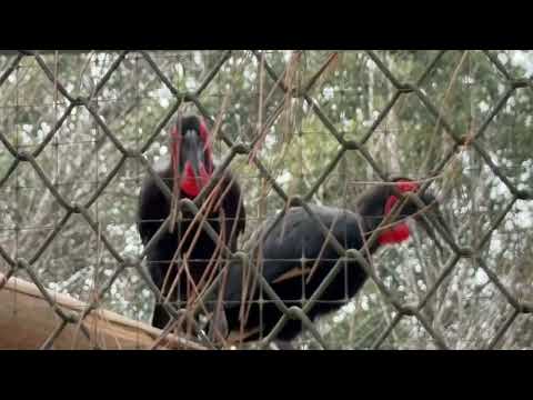 2羽で歌ってました〜　ミナミジサイチョウ　埼玉県こども動物自然公園にて　2026年3月6日 サムネイル