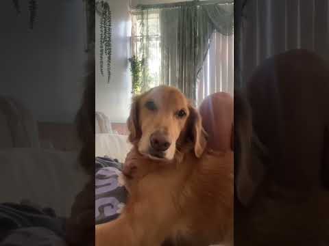 coming home to my golden retriever🥵 goldenretreiver dog ind… サムネイル