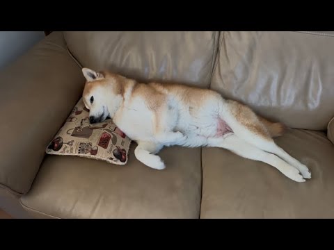 柴犬福 自らクッションを使い昼寝柴犬🤣Shiba-Sleep🤣 サムネイル