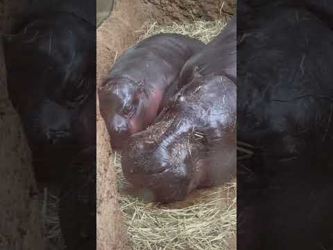 shorts コウメさんとウタちゃん親子でスヤスヤ〜😴　コビトカバ　神戸どうぶつ王国にて　2025年12月26日 サムネイル