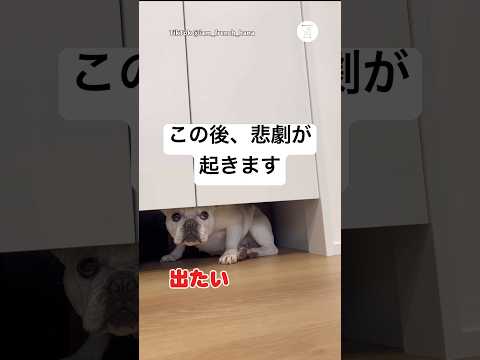 この後、悲劇が…棚の下から出れなくなった犬　　フレンチブルドッグ 犬　かわいい犬 面白い　犬のいる暮らし