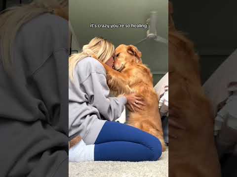 coming home to my golden retriever❤️india retreiver dog pup… サムネイル
