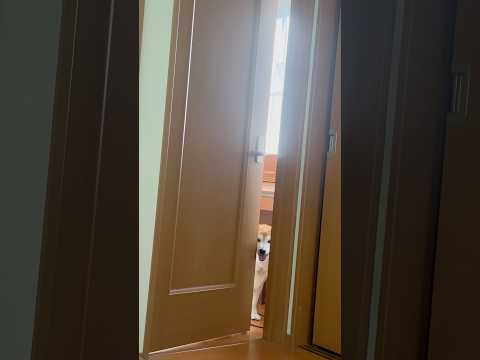 柴犬福 兄の部屋に登場する柴犬🤣Coming Shiba🤣shorts 柴犬 shibainu funny funny…