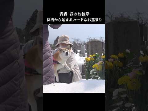 雪国のお彼岸は超ハード💦雪に埋もれたお墓にびっくり仰天⁉️ 柴犬 shibainu お墓参り サムネイル