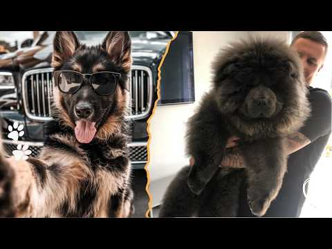 The Most Difficult Dog Breeds for Veterinarians and Vet Tec… サムネイル