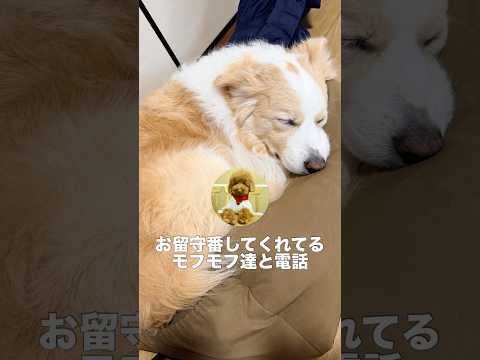 お留守番中の愛犬に電話をかけたら拗ねてしまいました...😂【ボーダーコリー・ゴールデンレトリバー】shorts サムネイル