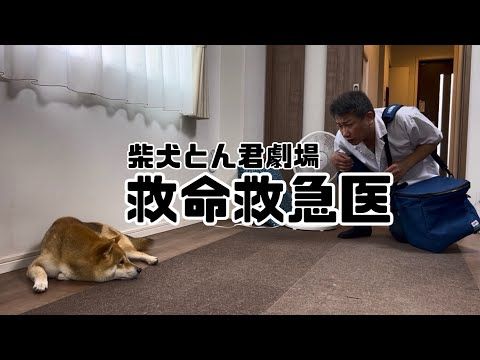 柴犬とん君を救出せよっ！　柴犬　柴犬とん