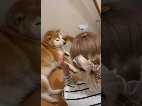 柴犬福 姉の小鳥に興味無さすぎる柴犬🤣Sis and Shiba🤣姉と柴 shorts japanesedog 柴犬… サムネイル