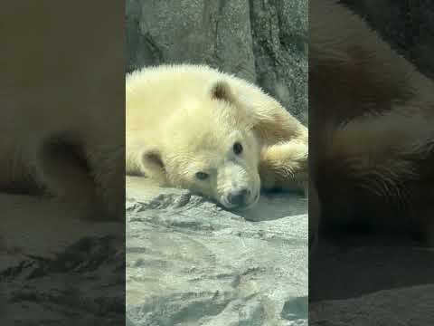shorts モモ太くんネムネムネェ〜☺️    ホッキョクグマの仔　秋田県男鹿水族館GAOにて2026年4月30日 サムネイル